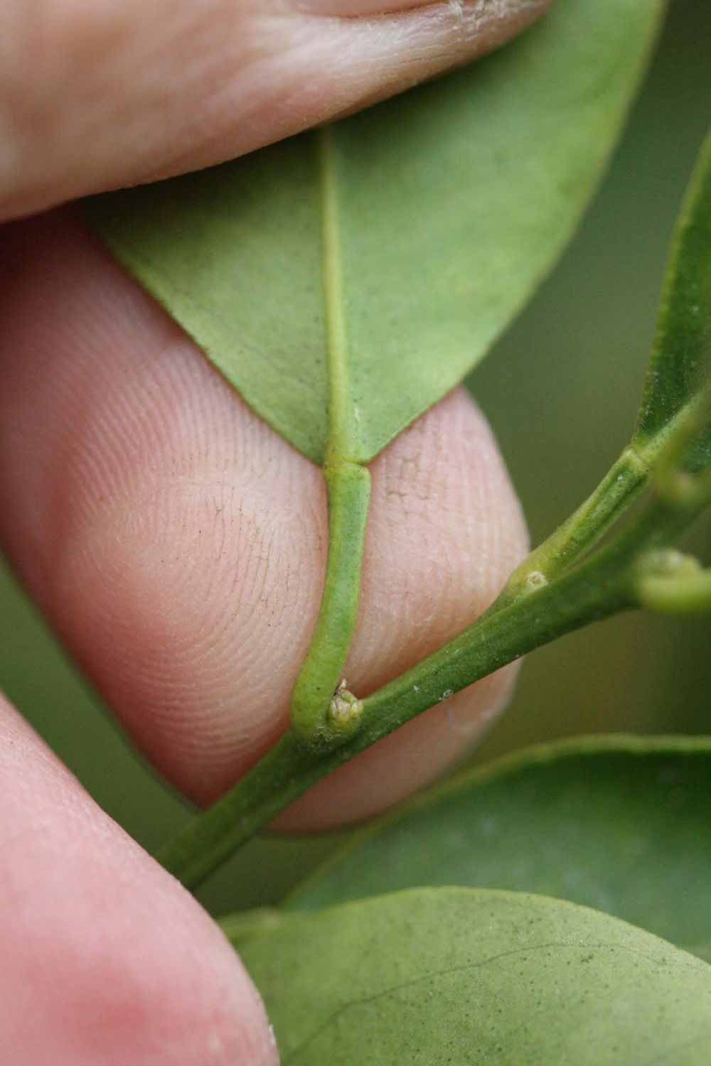              Petiole (Dancy Frost Nucellar, Riverside, CA)       